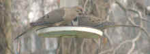 0204_ByPigeonPie_1.jpg (21013 bytes)