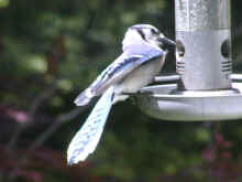 0206_BlueJay_01.jpg (316878 bytes)