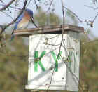 0404_BlueBird_KY_1.jpg (155151 bytes)