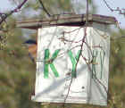 0404_BlueBird_KY_4.jpg (74929 bytes)