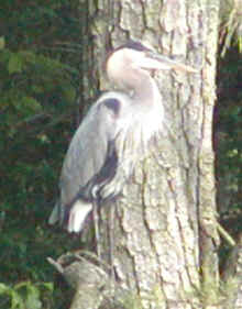 0405_Heron_3.jpg (68330 bytes)