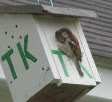 0406_Nesting_TK_1.jpg (169563 bytes)