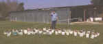 0410_BirdBoxes_02.jpg (187236 bytes)