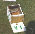 0410_BirdBoxes_Wasp1.jpg (96315 bytes)