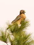 0410_RedShoulderHawk_1.jpg (82243 bytes)