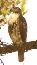 0410_RedTailHawk_1.jpg (50764 bytes)
