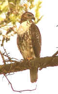 0410_RedTailHawk_2.jpg (66893 bytes)
