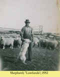 1952_LowlandsShepherd_1.jpg (87442 bytes)