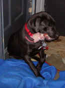 HampBone_1.jpg (68610 bytes)